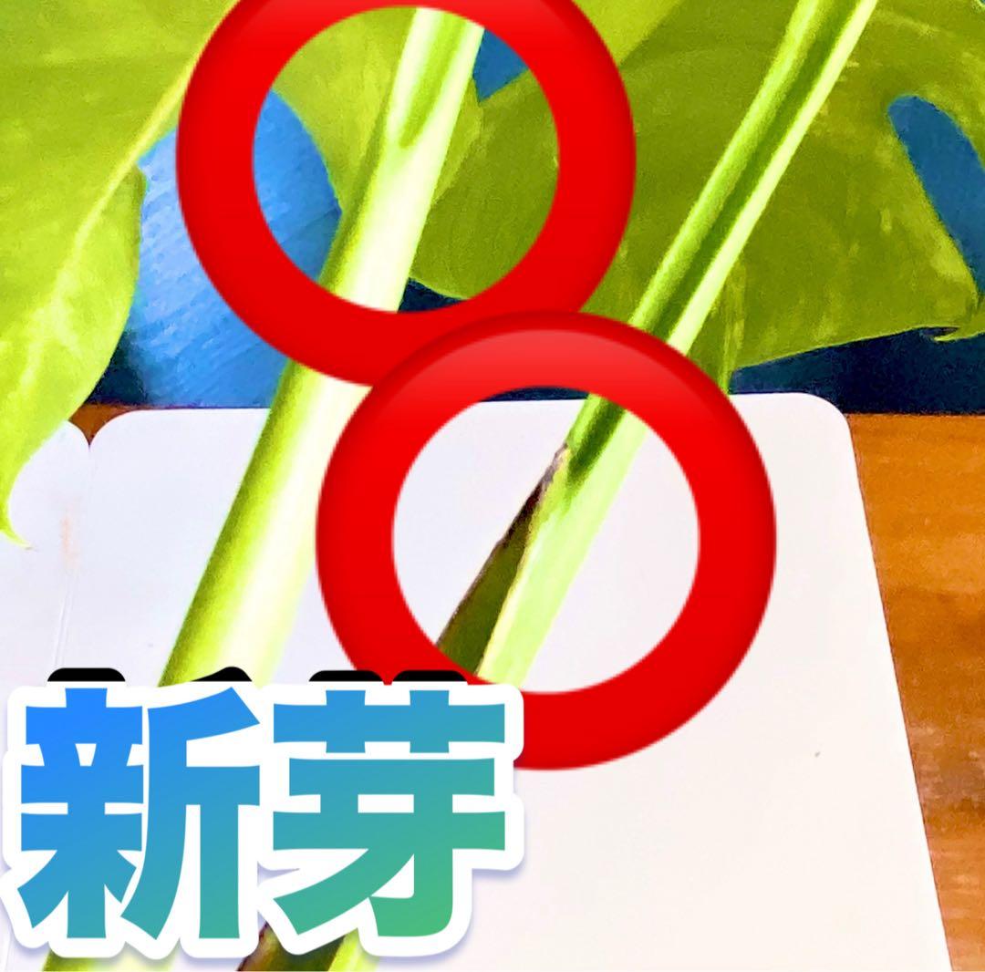 大株 極太茎4枚葉　モンステラセブブルーミント　イエローマリリン　鉢発送　班入り