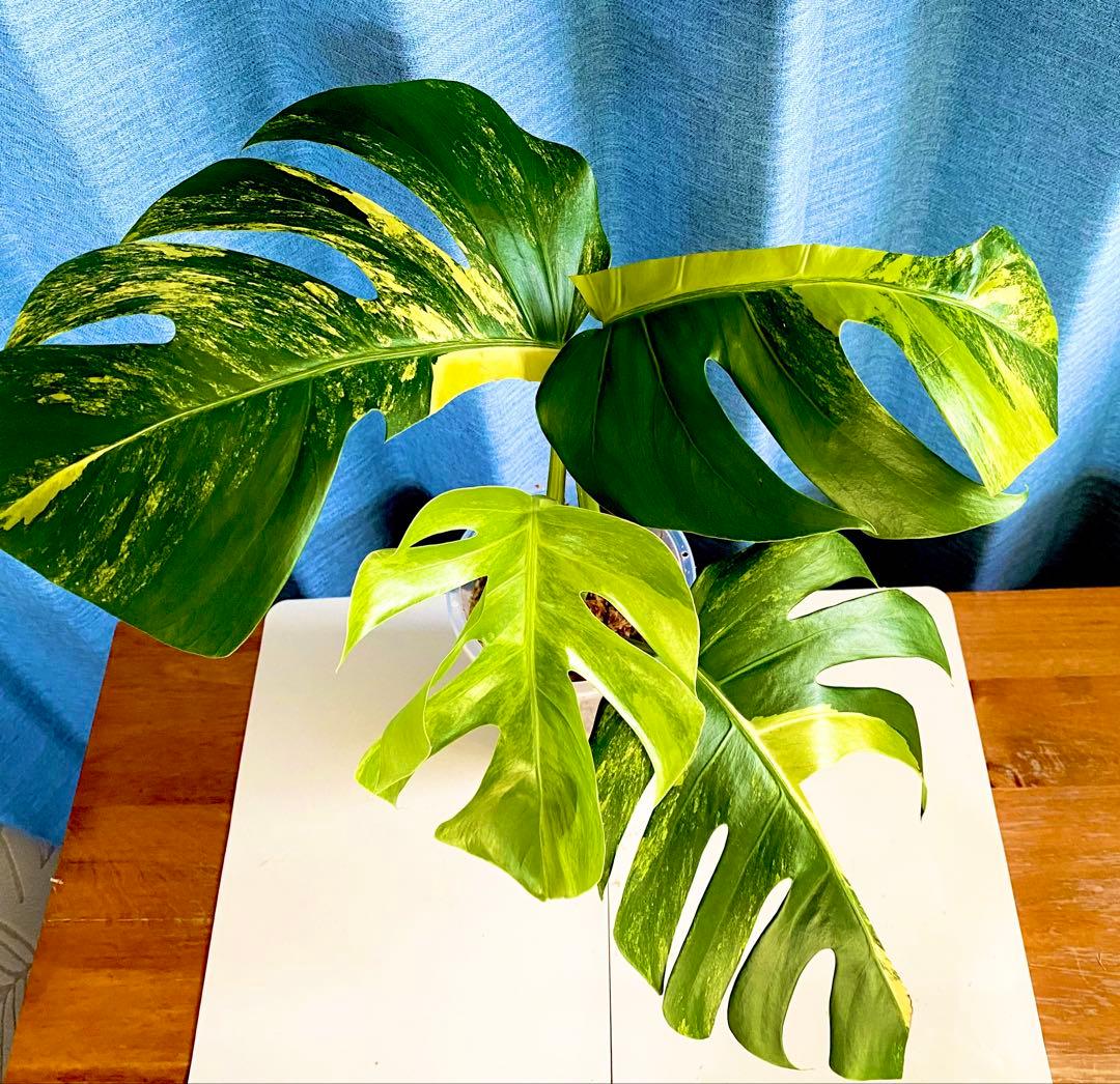 大株 極太茎4枚葉　モンステラセブブルーミント　イエローマリリン　鉢発送　班入り