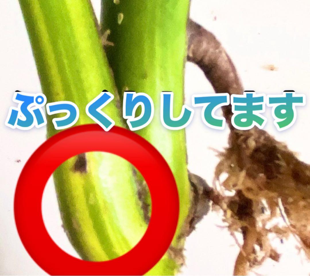 大株 極太茎4枚葉　モンステラセブブルーミント　イエローマリリン　鉢発送　班入り