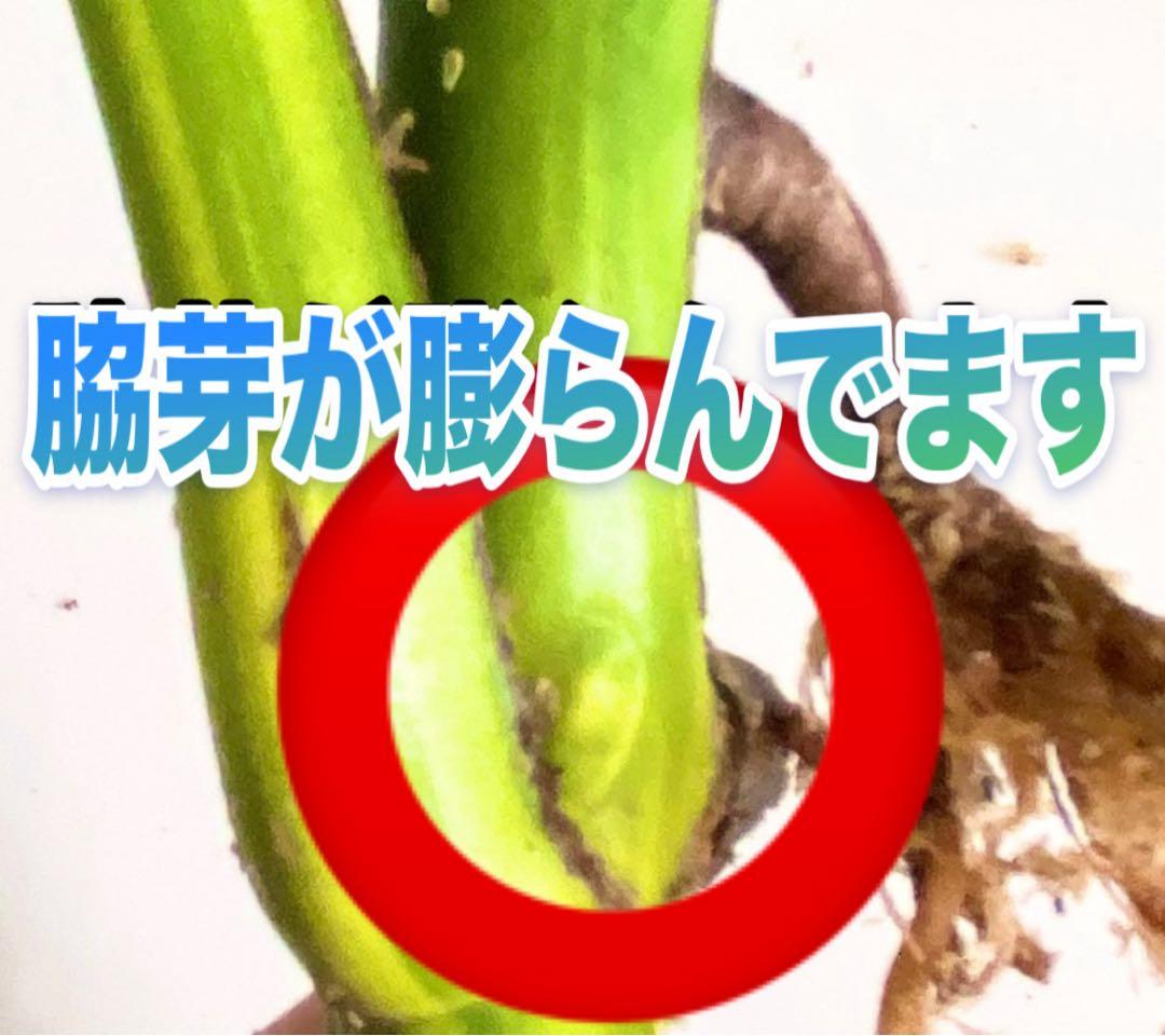 大株 極太茎4枚葉　モンステラセブブルーミント　イエローマリリン　鉢発送　班入り