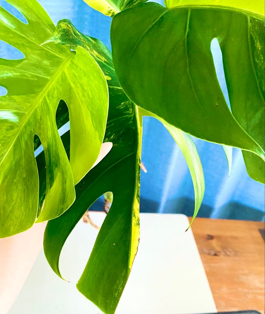 大株 極太茎4枚葉　モンステラセブブルーミント　イエローマリリン　鉢発送　班入り