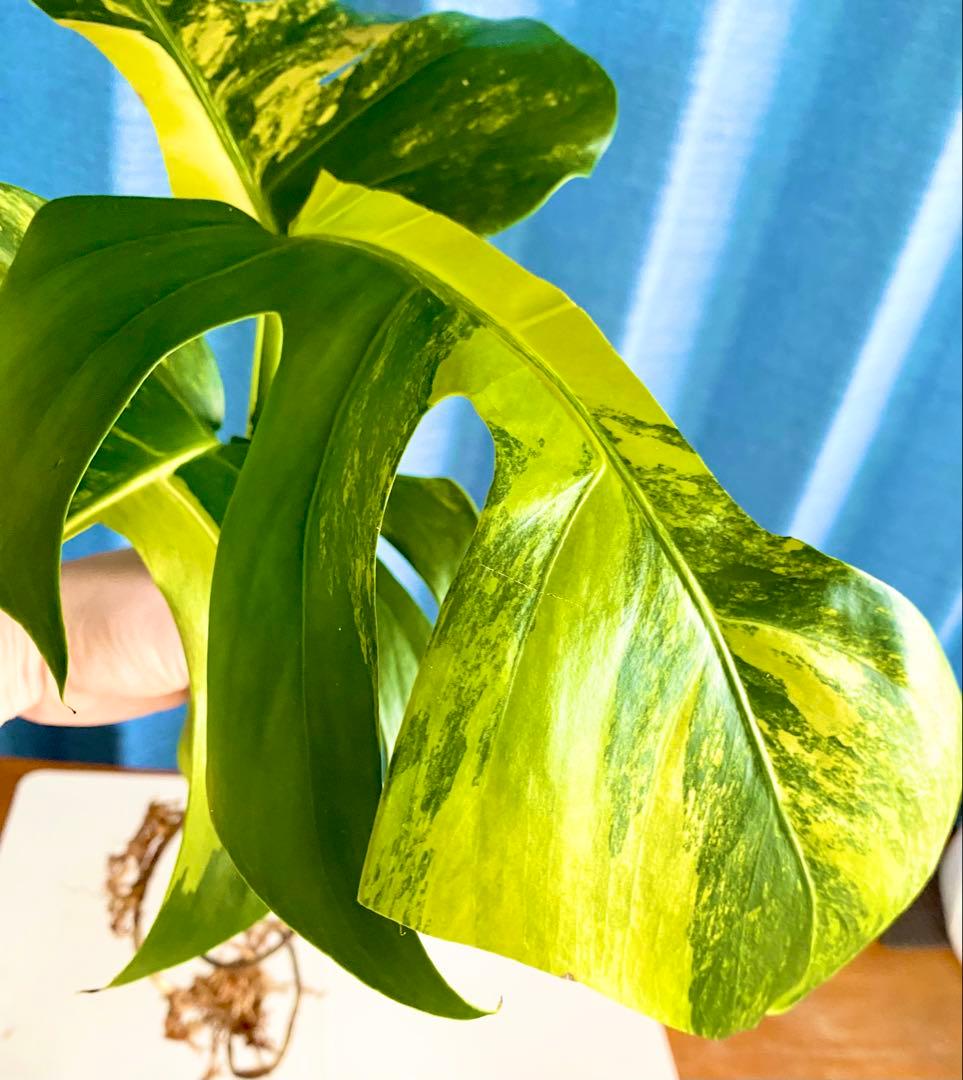 大株 極太茎4枚葉　モンステラセブブルーミント　イエローマリリン　鉢発送　班入り