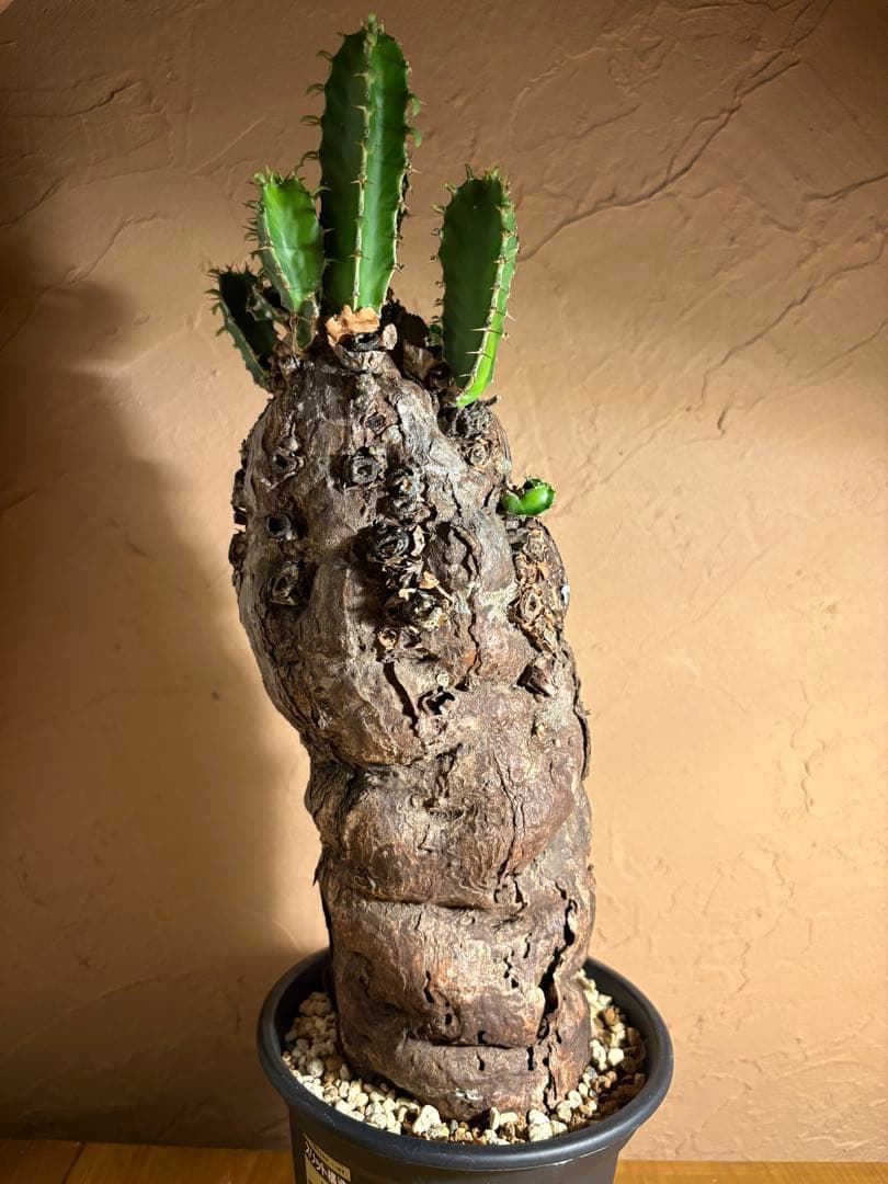 【発根済】Euphorbia mlanjeana ユーフォルビア ムランジーナ