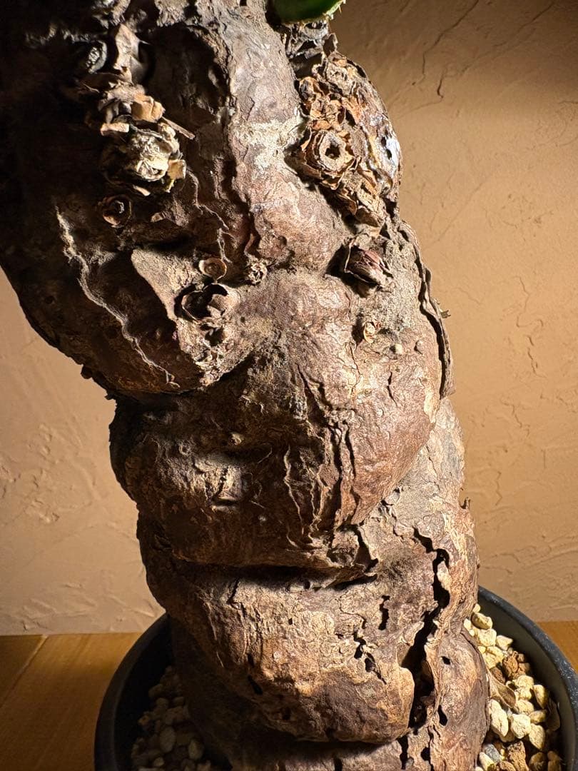 【発根済】Euphorbia mlanjeana ユーフォルビア ムランジーナ