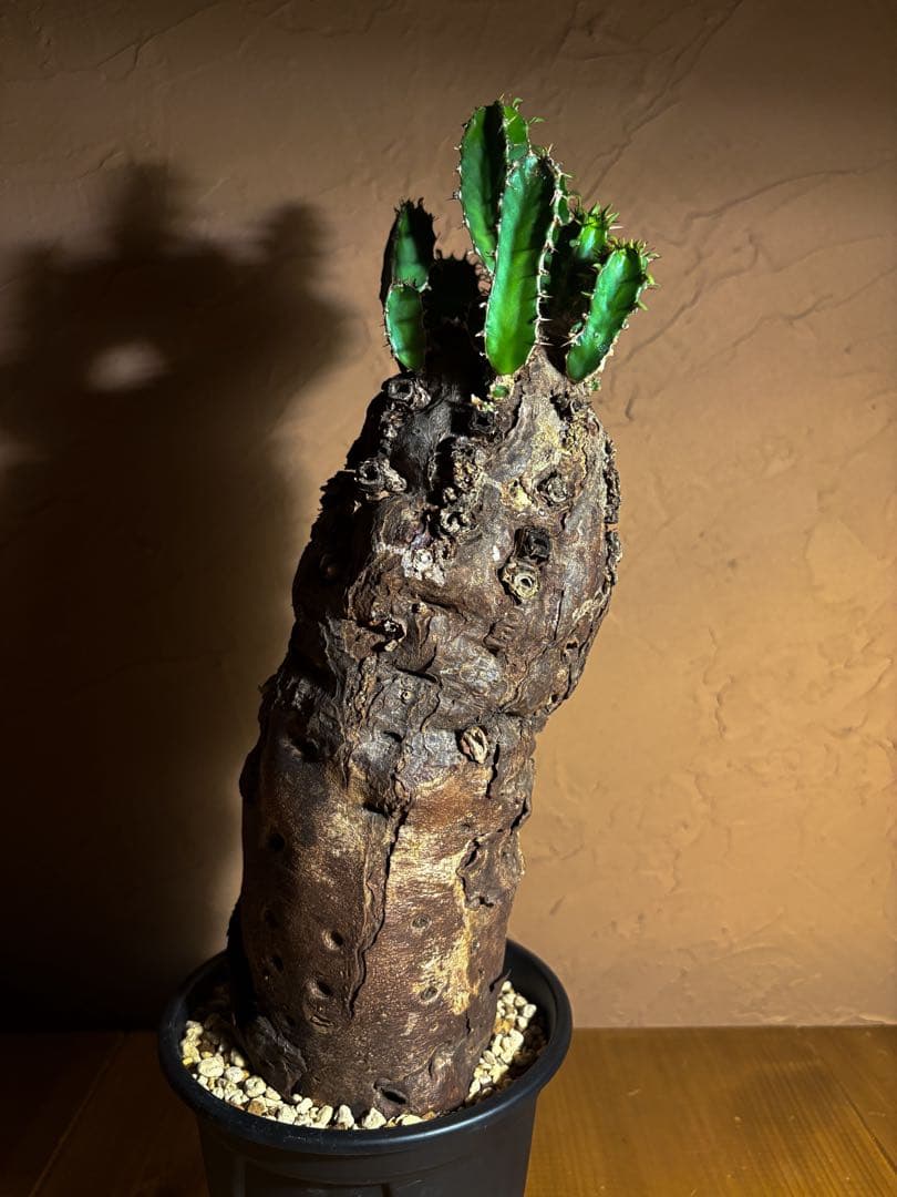 【発根済】Euphorbia mlanjeana ユーフォルビア ムランジーナ