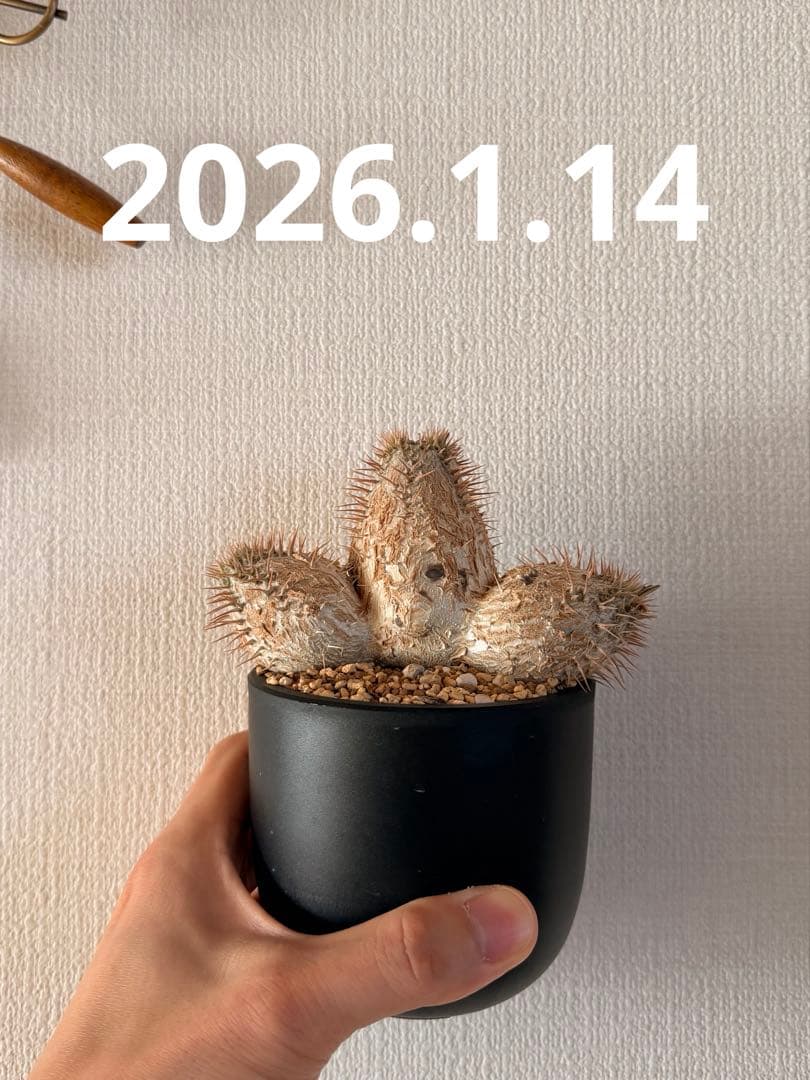 グラキリス実生