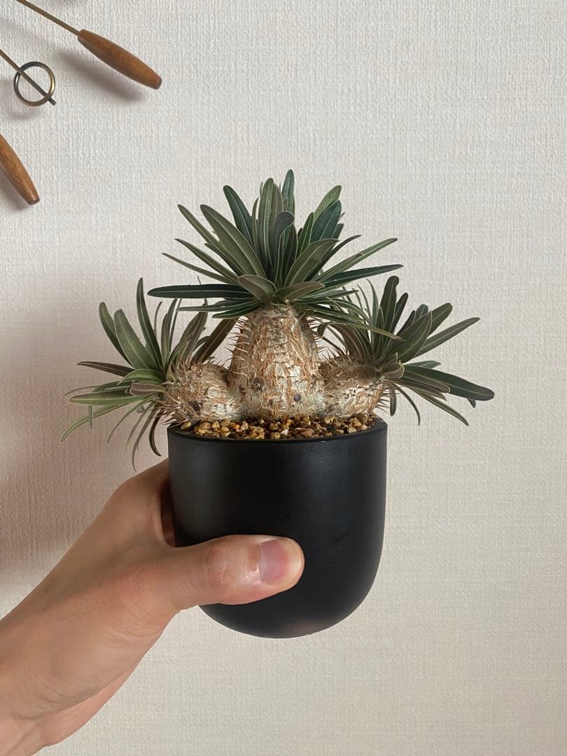 グラキリス実生