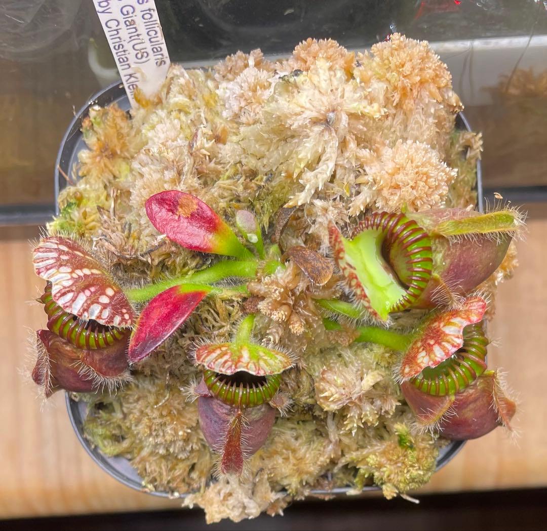 セファロタス・フォリキュラリス　「ハマーズジャイアント」CK 株分け苗