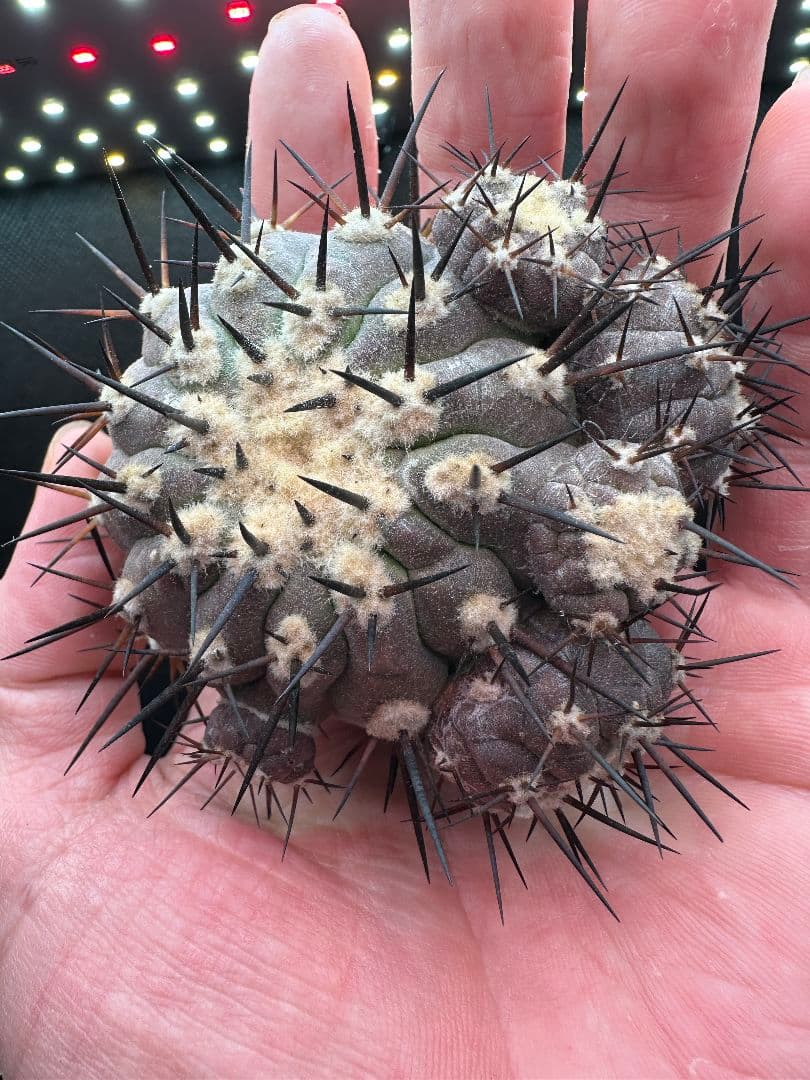 【サボテン_コクオウマル】黒王丸 特大 ６頭