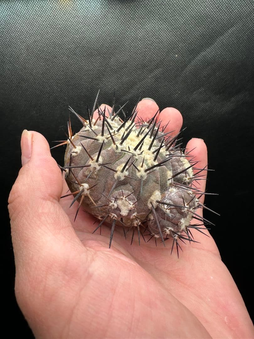 【サボテン_コクオウマル】黒王丸 特大 ６頭