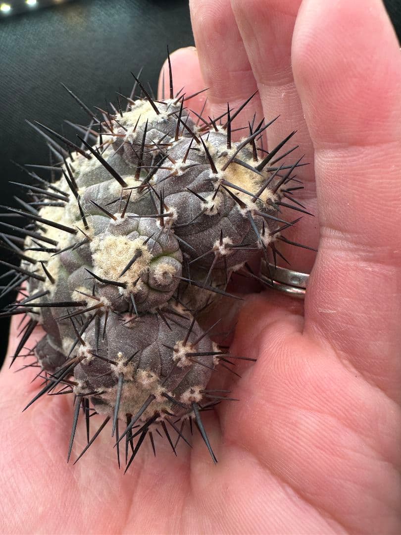 【サボテン_コクオウマル】黒王丸 特大 ６頭