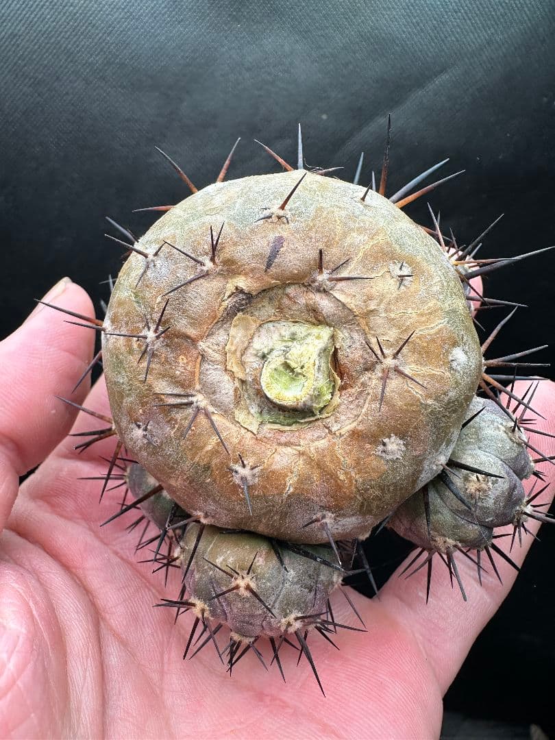 【サボテン_コクオウマル】黒王丸 特大 ６頭