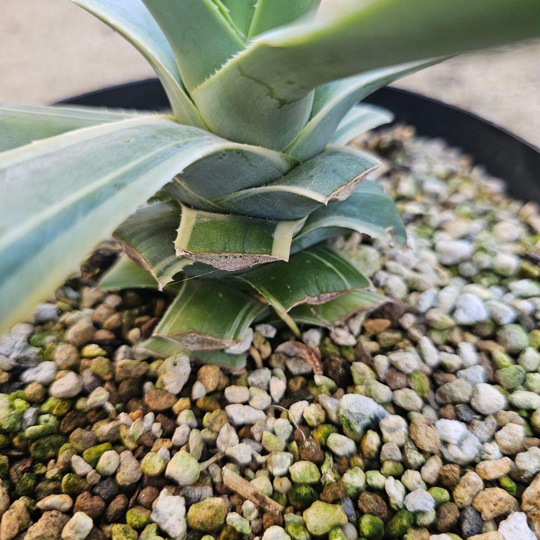 アガベ　イシスメンシス×デスメティアナ　ハイブリッド