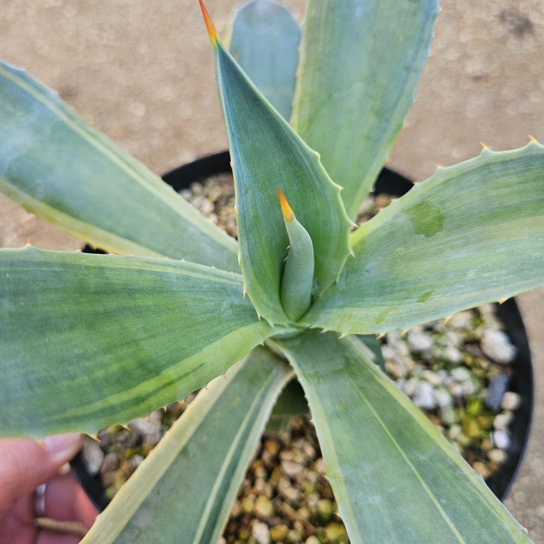 アガベ　イシスメンシス×デスメティアナ　ハイブリッド