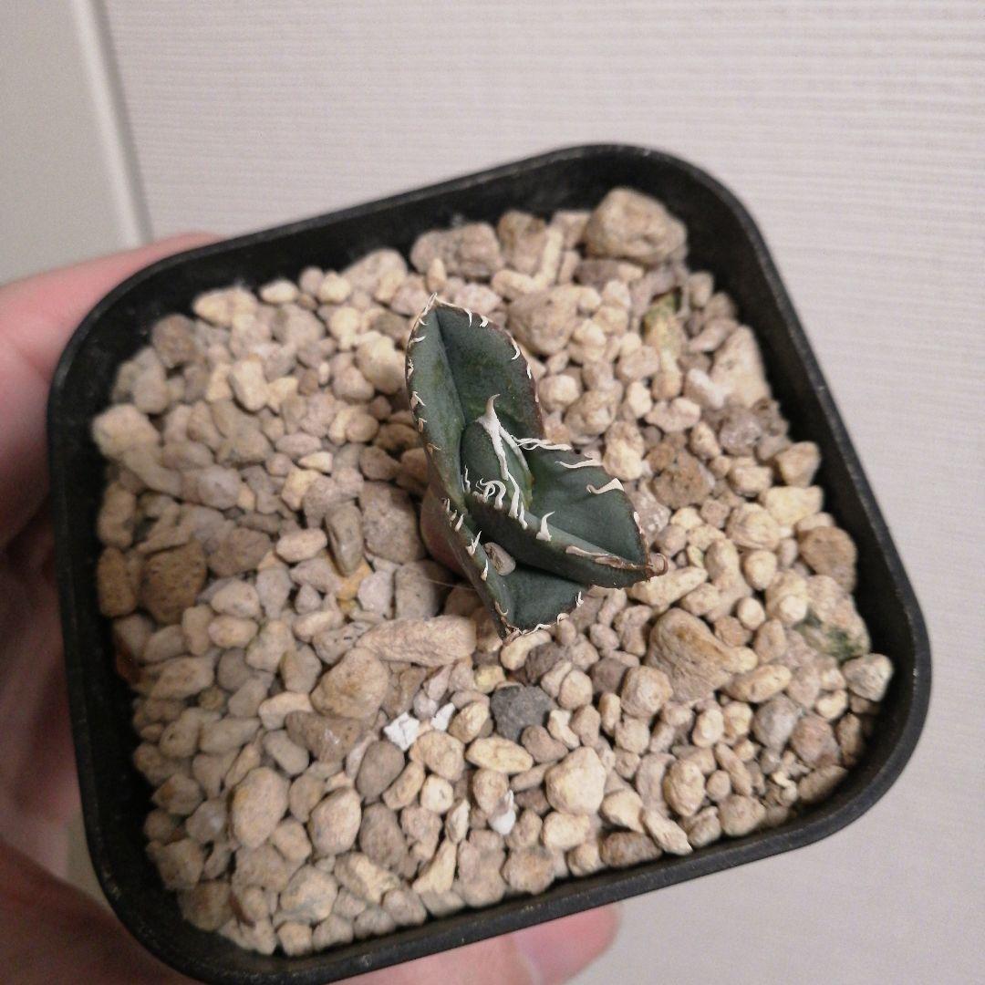 アガベチタノタ　ホホジロザメ(lize産)