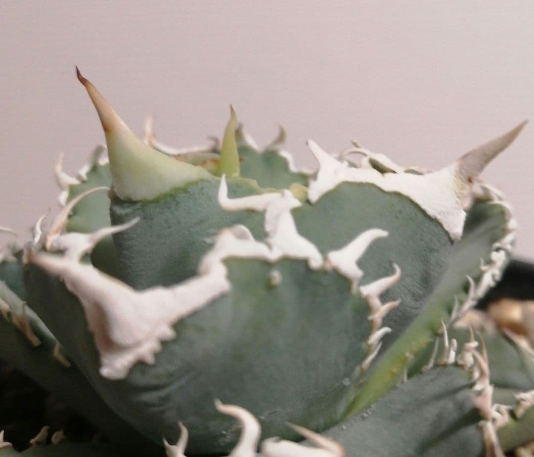 アガベチタノタ　ホホジロザメ(lize産)