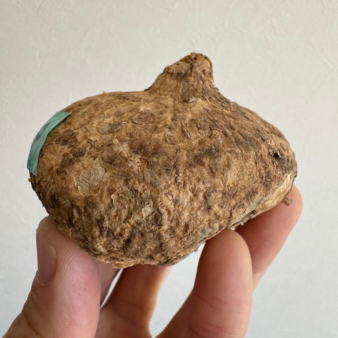 19.アデニア・オバタ 輸入直後ベアルート株　Adenia Ovata