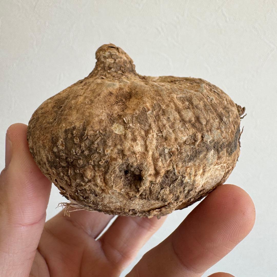 19.アデニア・オバタ 輸入直後ベアルート株　Adenia Ovata