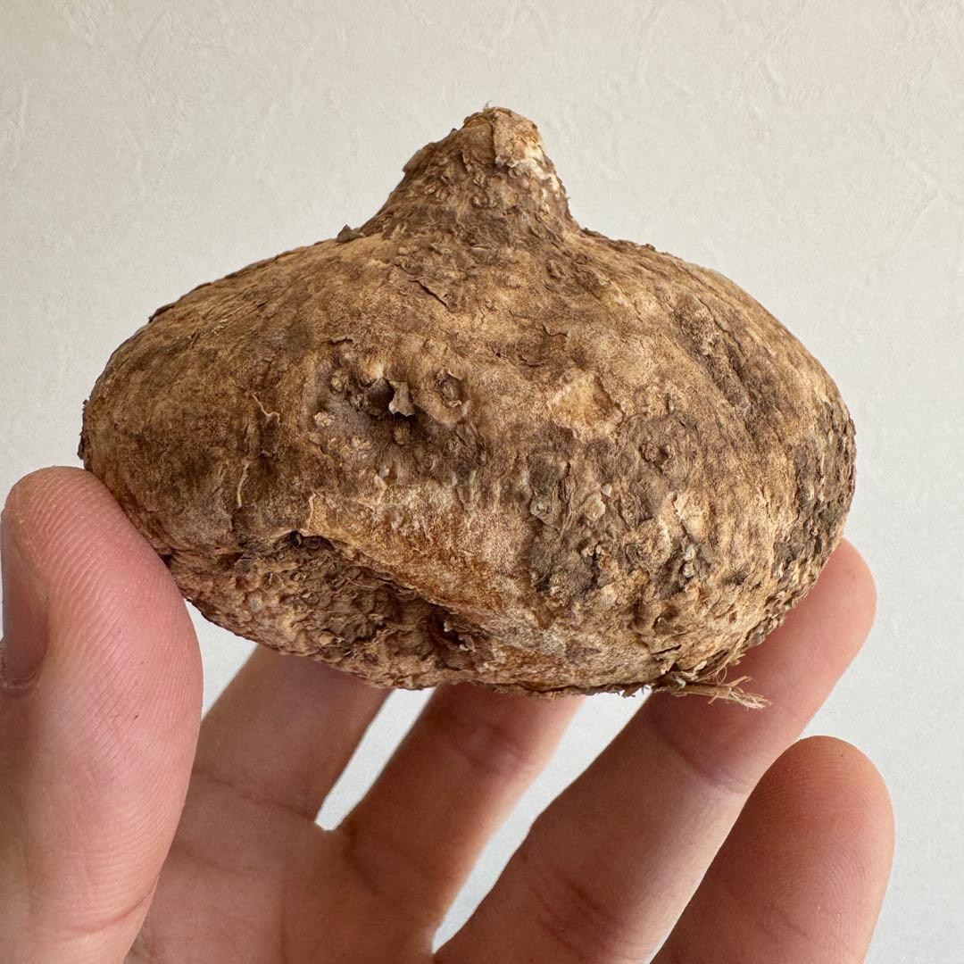 19.アデニア・オバタ 輸入直後ベアルート株　Adenia Ovata