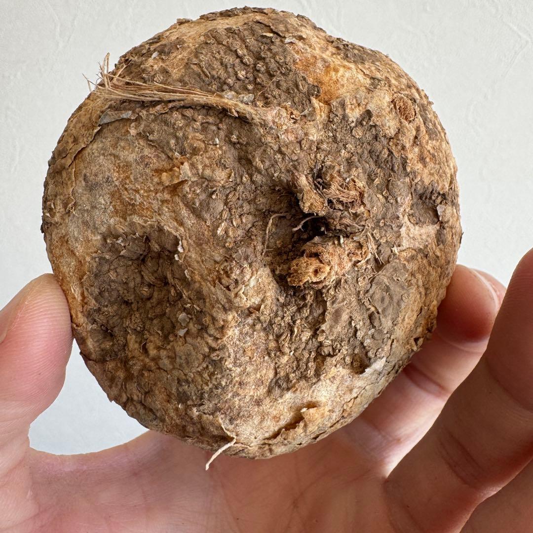 19.アデニア・オバタ 輸入直後ベアルート株　Adenia Ovata