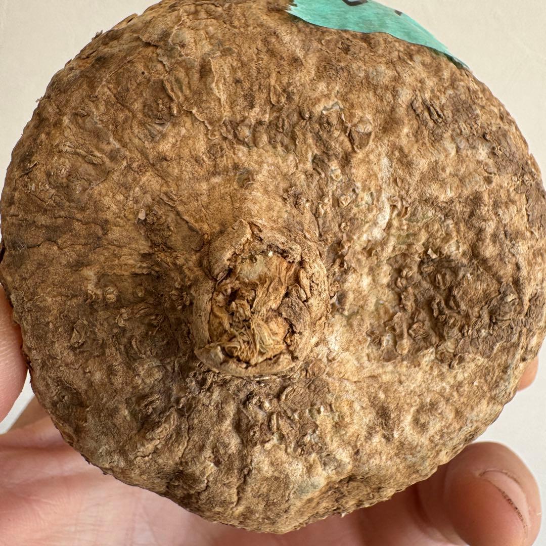 19.アデニア・オバタ 輸入直後ベアルート株　Adenia Ovata