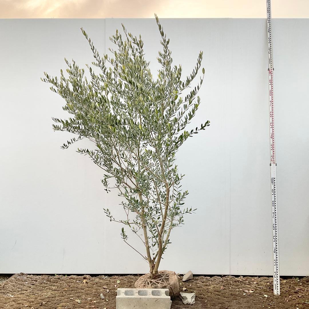 オリーブ ルッカ/ 992 | 激安通販のイーサプライ