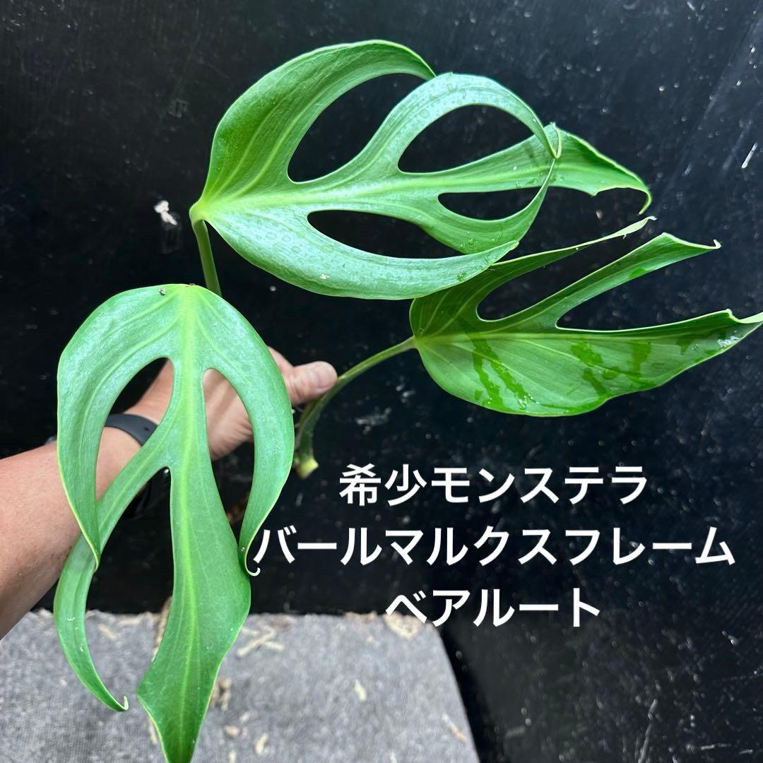 23 Zamora Queen ザモラクイーン Anthurium アンスリウムの通販