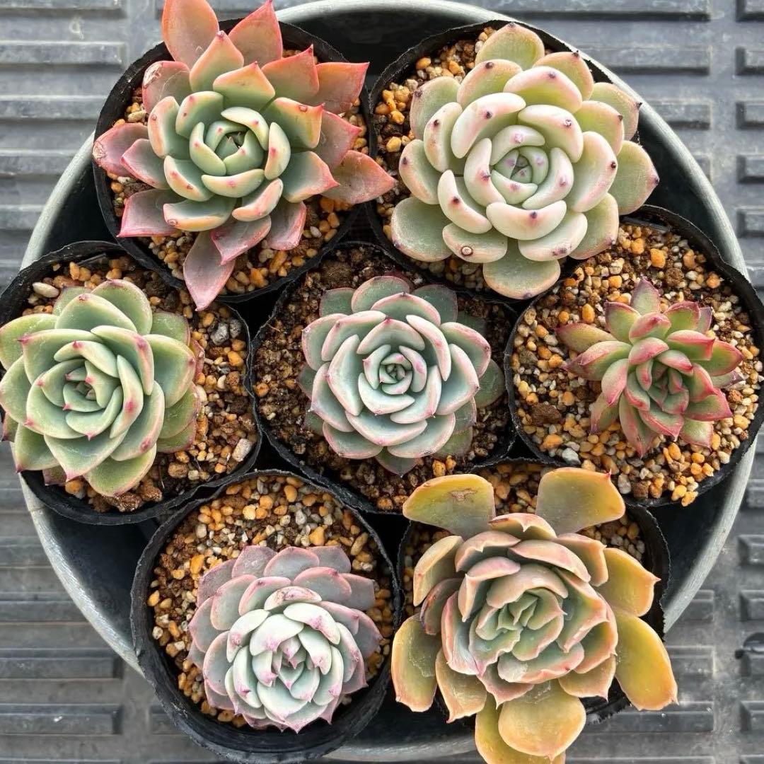 おらいさん苗7点セット 札なし ミックスベリア - メルカリ