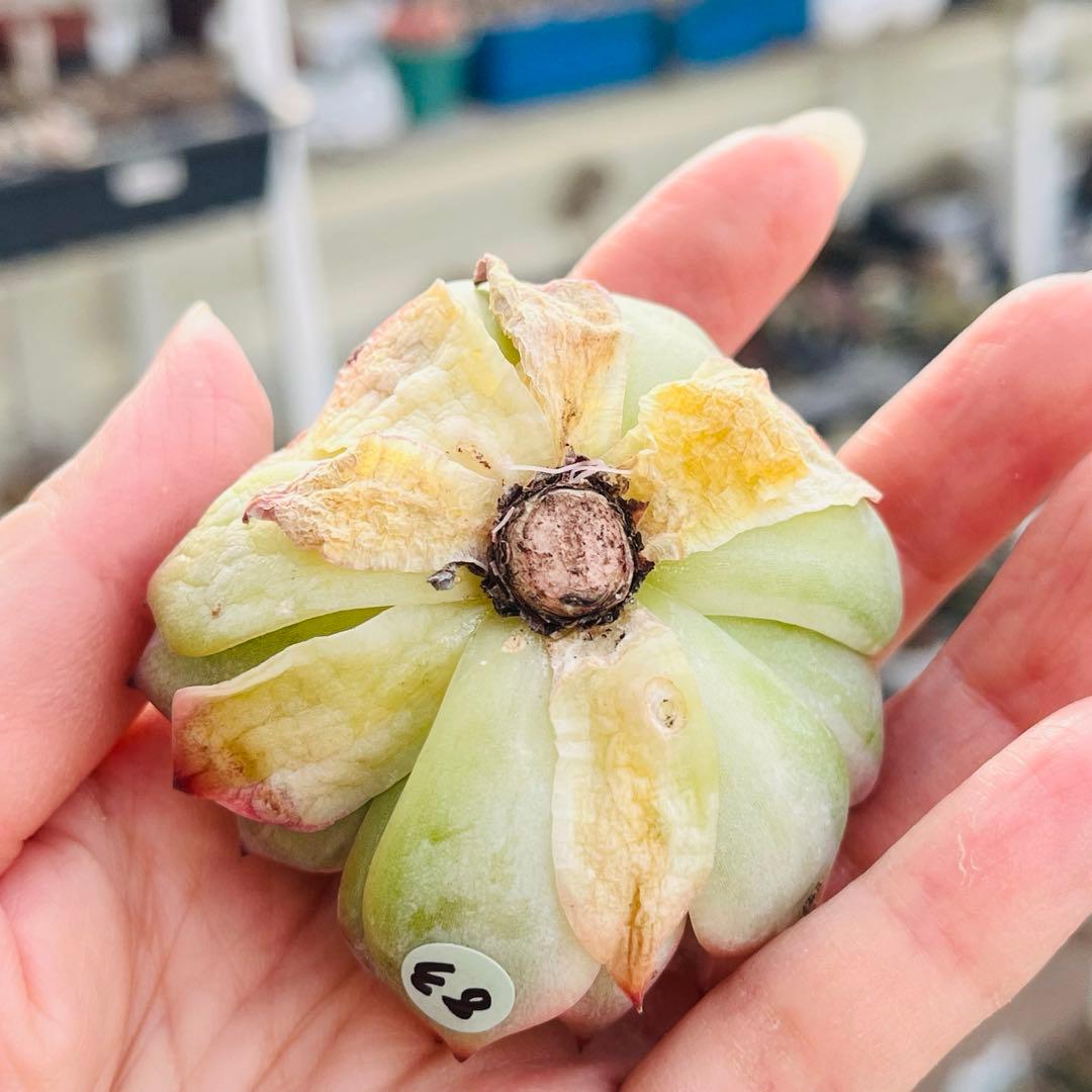 83.【現品 カット】チワワエンシス錦　　斑入り　傷・葉焼けあるかもしれません