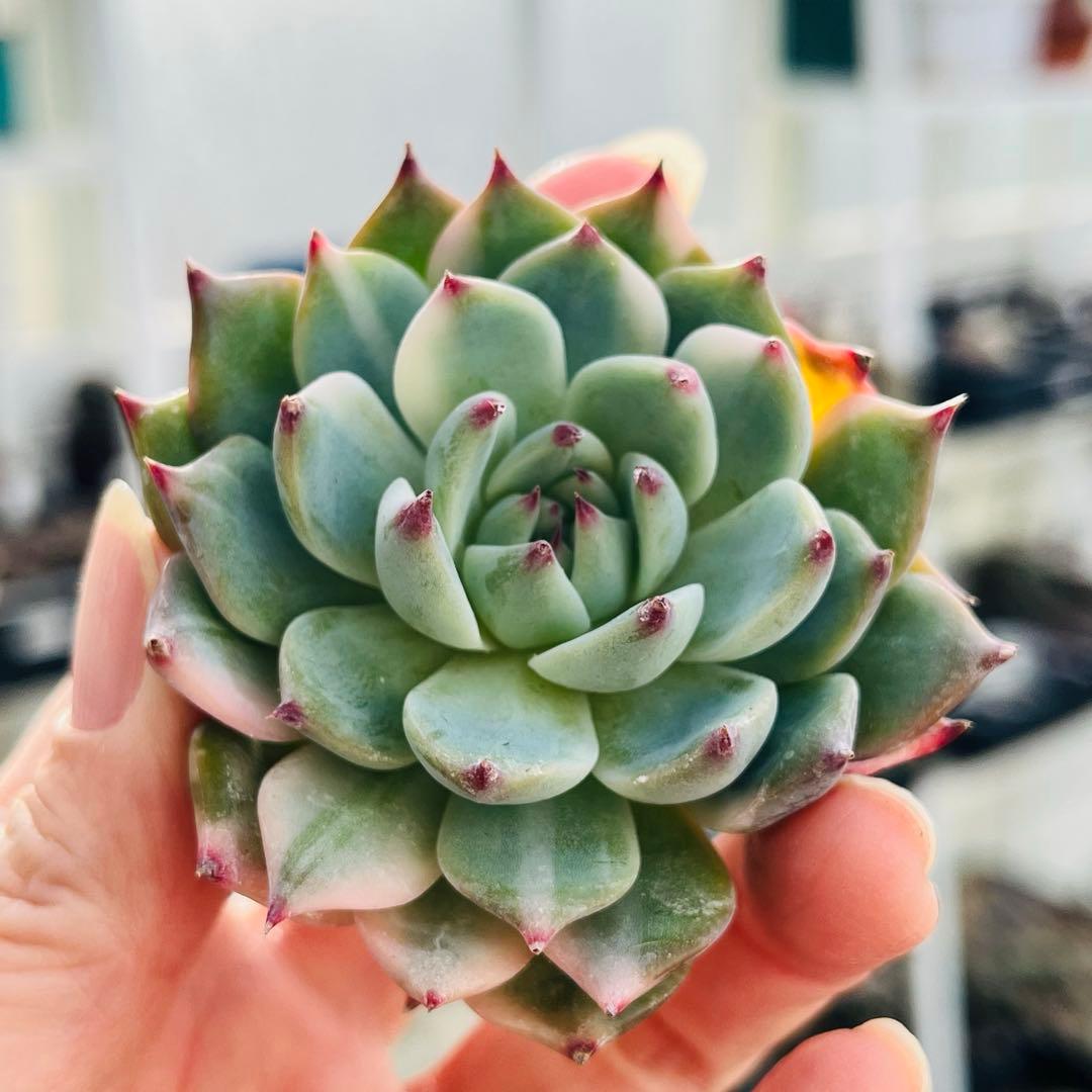 83.【現品 カット】チワワエンシス錦　　斑入り　傷・葉焼けあるかもしれません