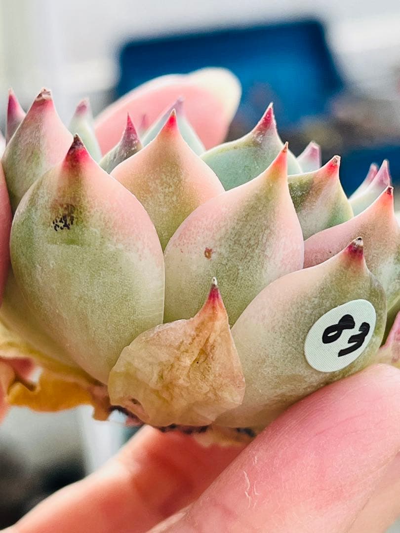 83.【現品 カット】チワワエンシス錦　　斑入り　傷・葉焼けあるかもしれません