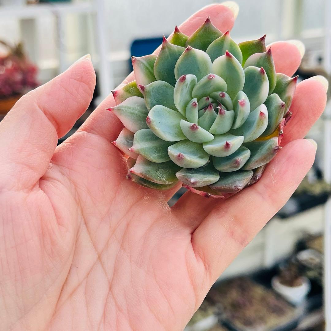 83.【現品 カット】チワワエンシス錦　　斑入り　傷・葉焼けあるかもしれません