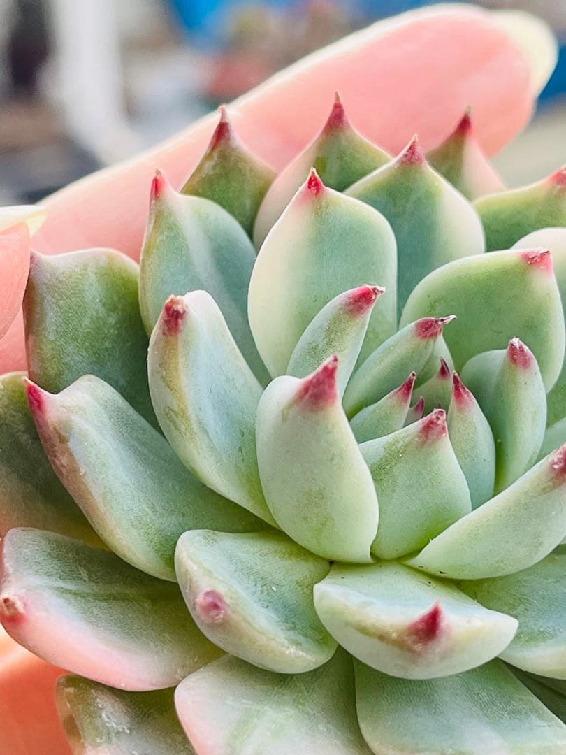 83.【現品 カット】チワワエンシス錦　　斑入り　傷・葉焼けあるかもしれません