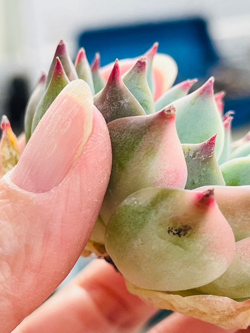 83.【現品 カット】チワワエンシス錦　　斑入り　傷・葉焼けあるかもしれません