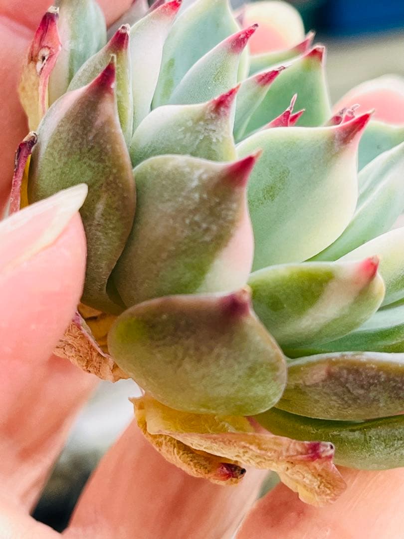 83.【現品 カット】チワワエンシス錦　　斑入り　傷・葉焼けあるかもしれません