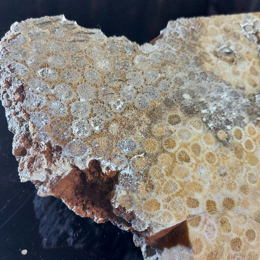 レア！ 1kg超え大きな珊瑚の化石 フォシルコーラル 原石 1面磨き 372