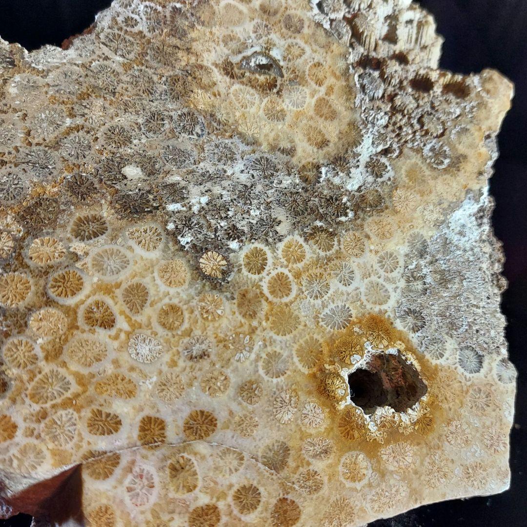 レア！ 1kg超え大きな珊瑚の化石 フォシルコーラル 原石 1面磨き 372