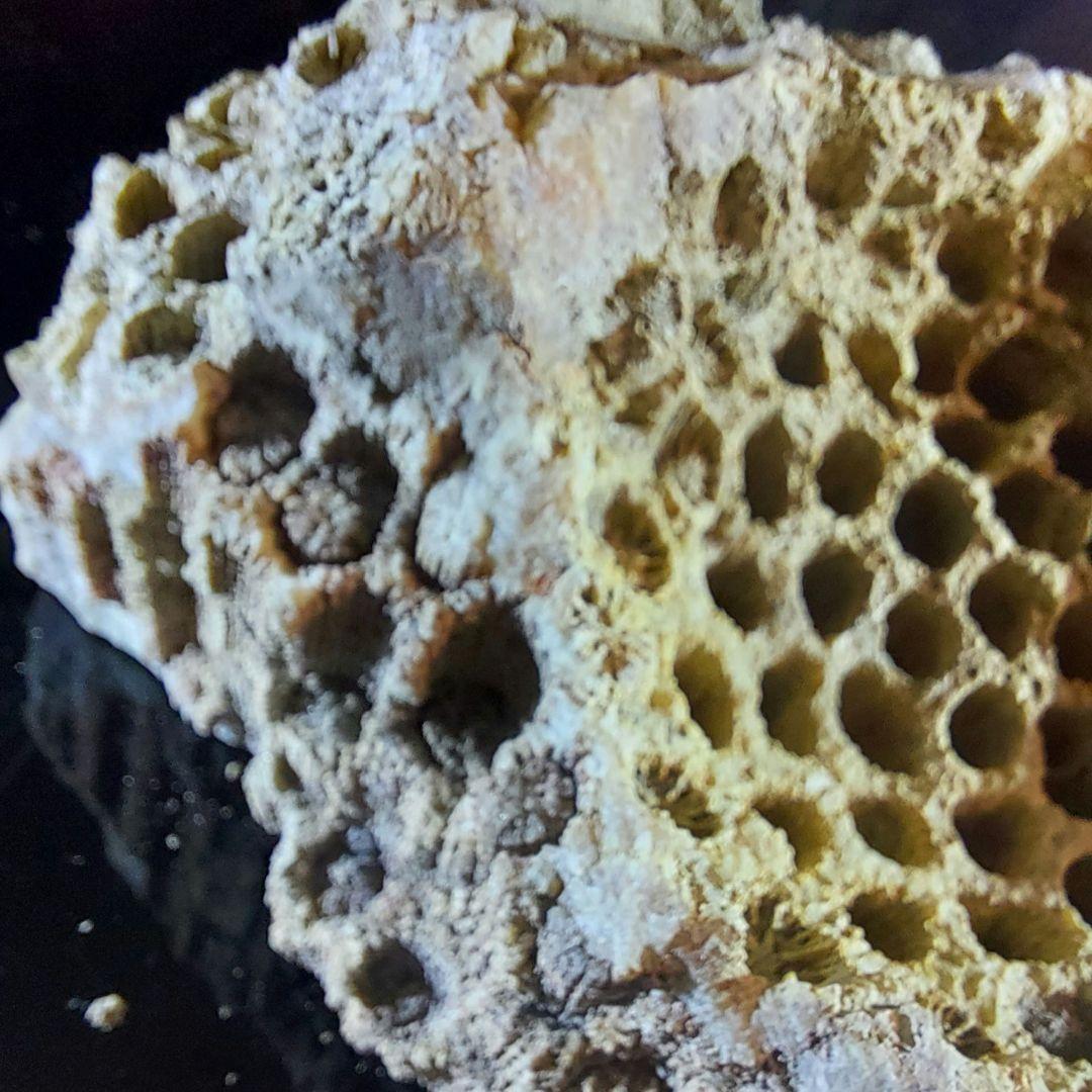 レア！ 1kg超え大きな珊瑚の化石 フォシルコーラル 原石 1面磨き 372