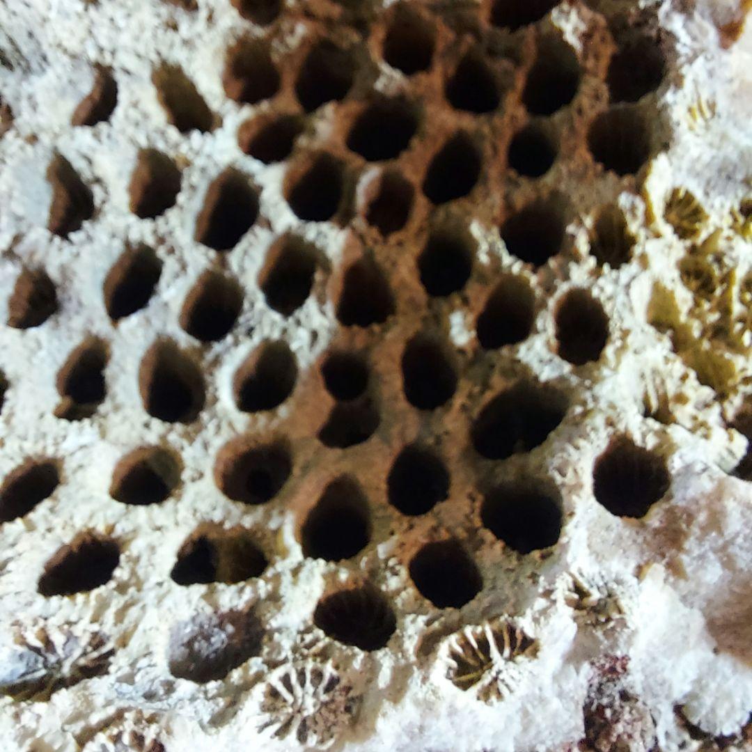 レア！ 1kg超え大きな珊瑚の化石 フォシルコーラル 原石 1面磨き 372