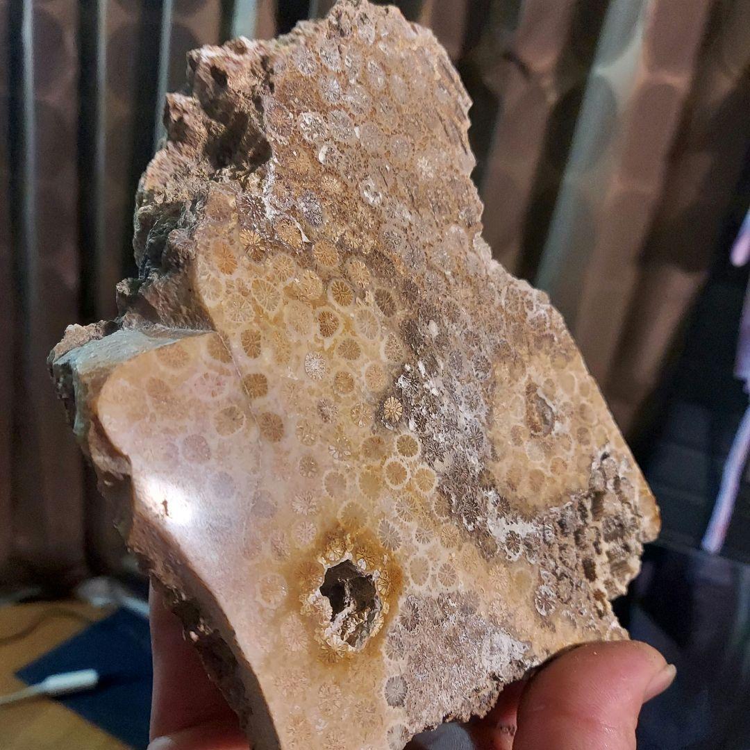 レア！ 1kg超え大きな珊瑚の化石 フォシルコーラル 原石 1面磨き 372