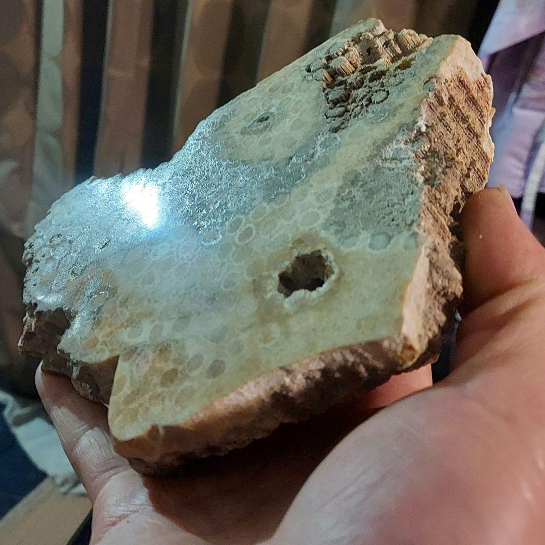 レア！ 1kg超え大きな珊瑚の化石 フォシルコーラル 原石 1面磨き 372