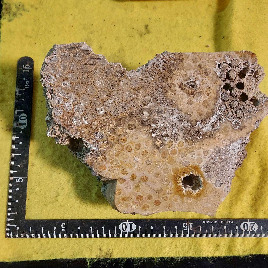 レア！ 1kg超え大きな珊瑚の化石 フォシルコーラル 原石 1面磨き 372