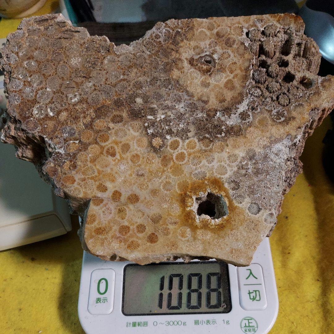 レア！ 1kg超え大きな珊瑚の化石 フォシルコーラル 原石 1面磨き 372