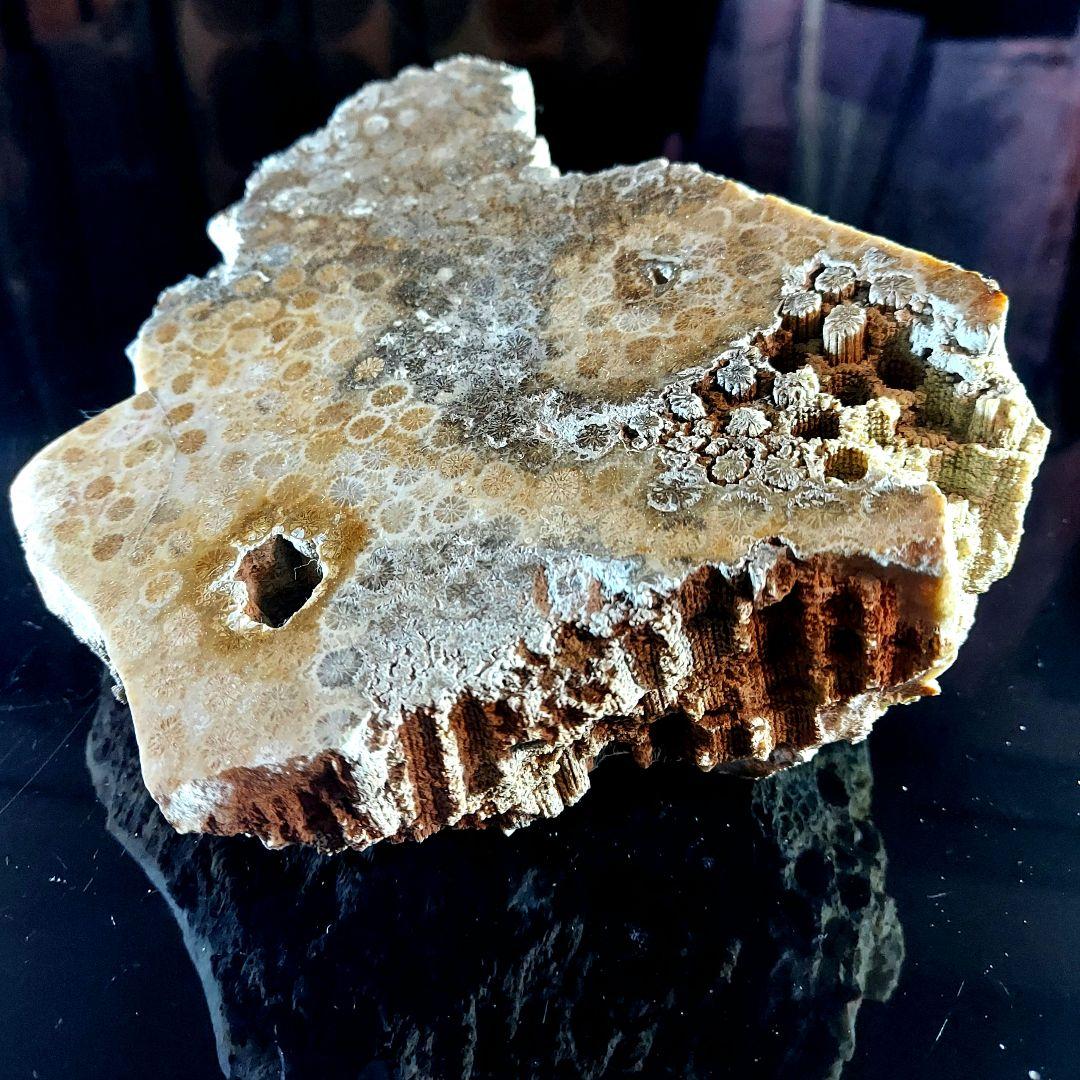 レア！ 1kg超え大きな珊瑚の化石 フォシルコーラル 原石 1面磨き 372