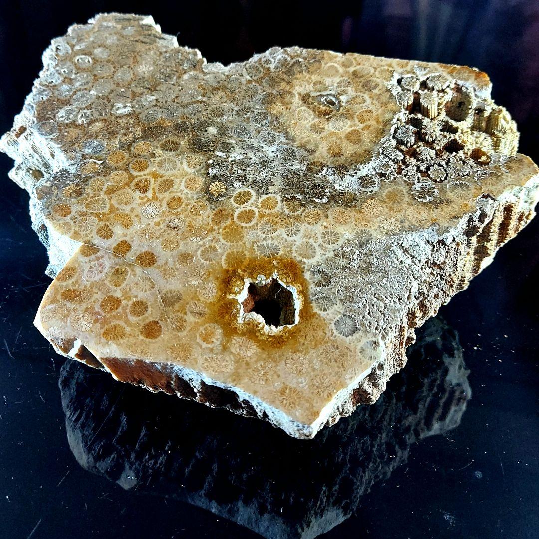 レア！ 1kg超え大きな珊瑚の化石 フォシルコーラル 原石 1面磨き 372