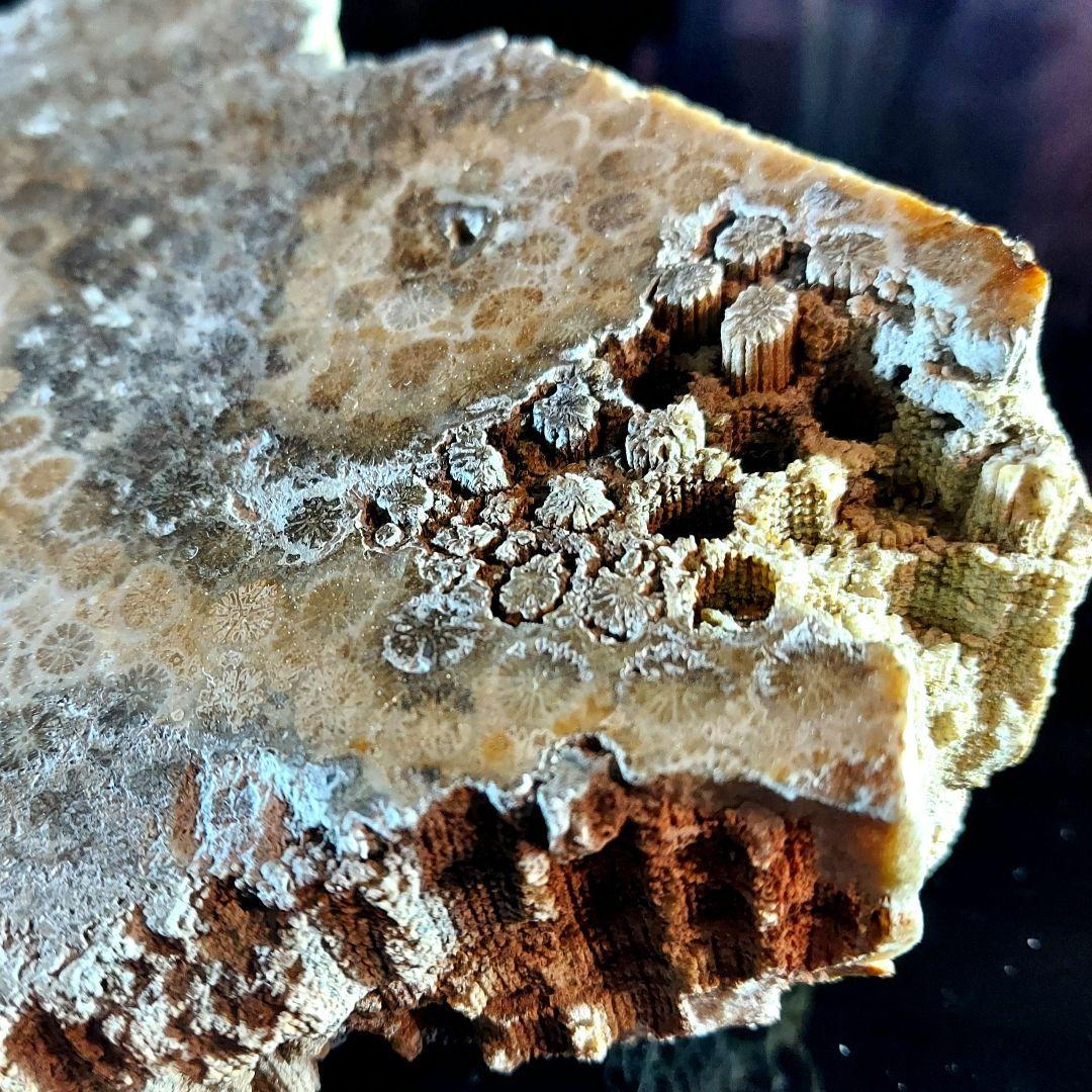 レア！ 1kg超え大きな珊瑚の化石 フォシルコーラル 原石 1面磨き 372