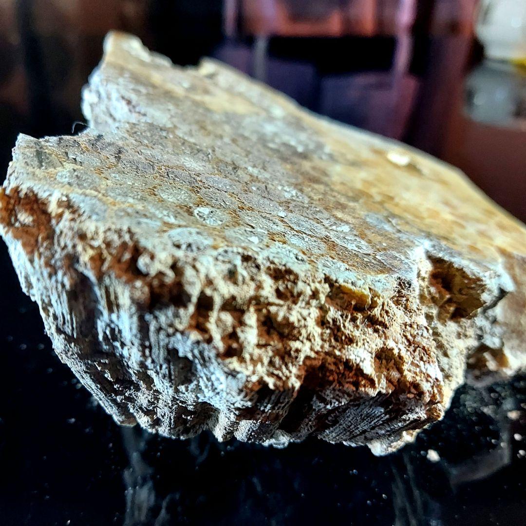 レア！ 1kg超え大きな珊瑚の化石 フォシルコーラル 原石 1面磨き 372