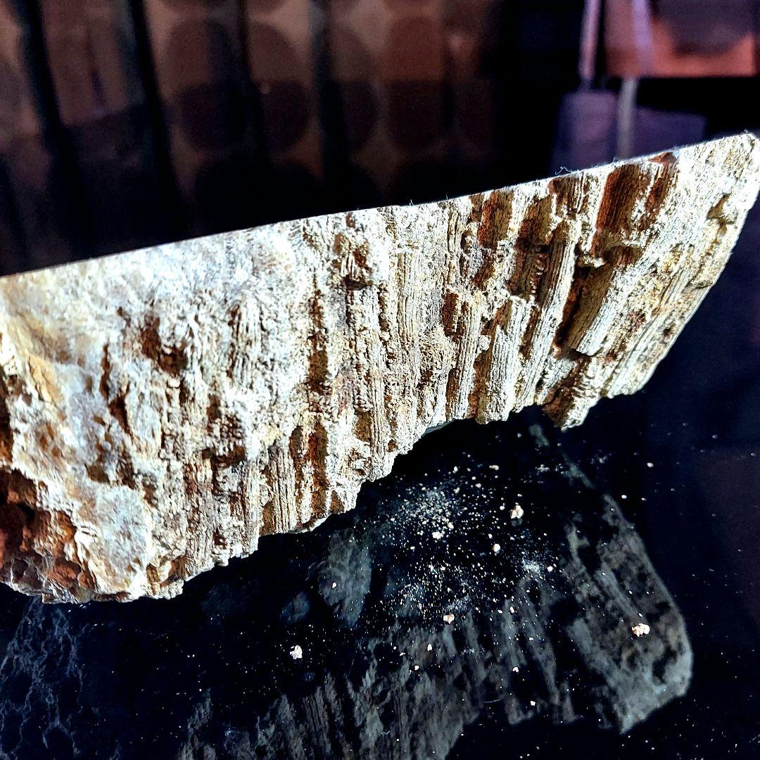 レア！ 1kg超え大きな珊瑚の化石 フォシルコーラル 原石 1面磨き 372