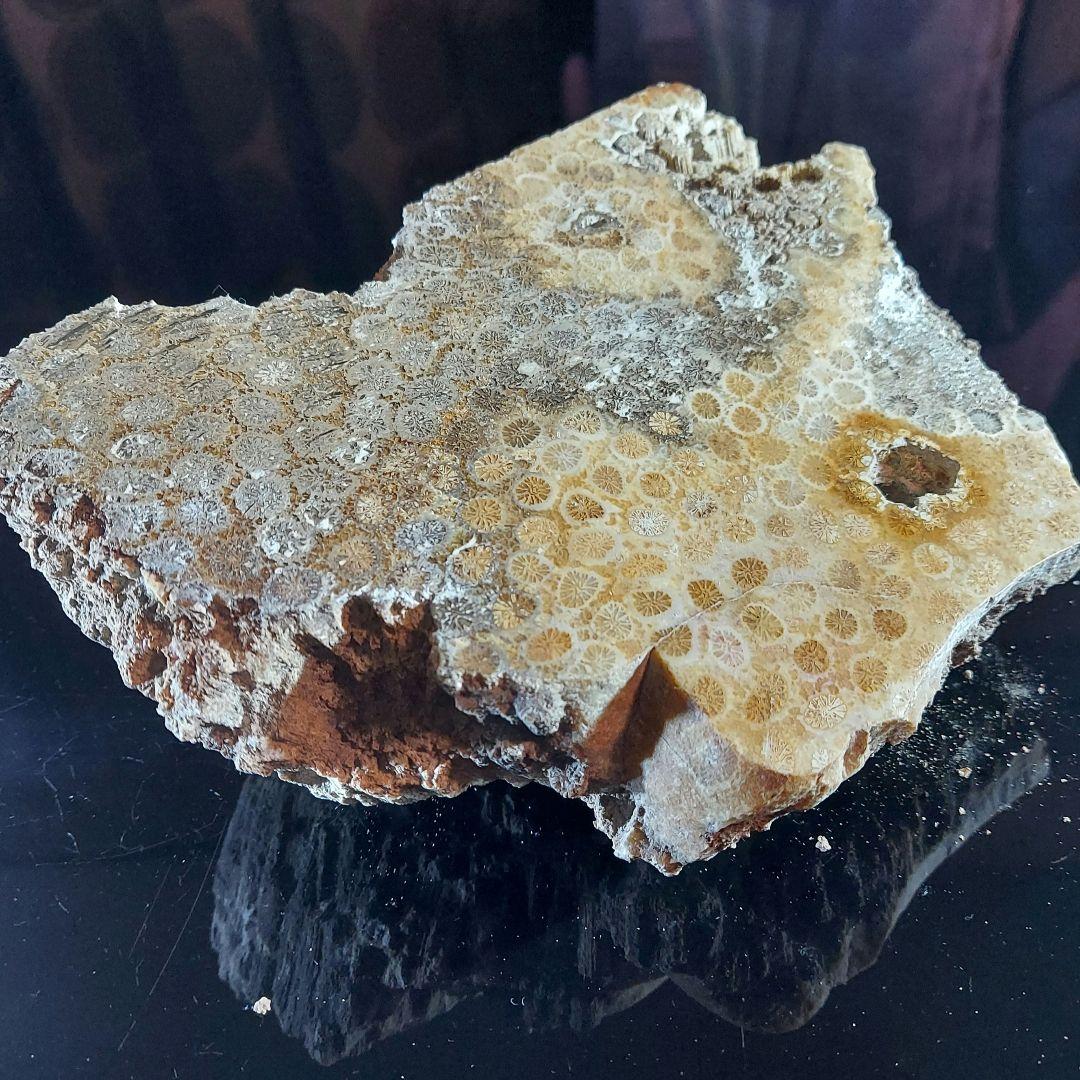 レア！ 1kg超え大きな珊瑚の化石 フォシルコーラル 原石 1面磨き 372