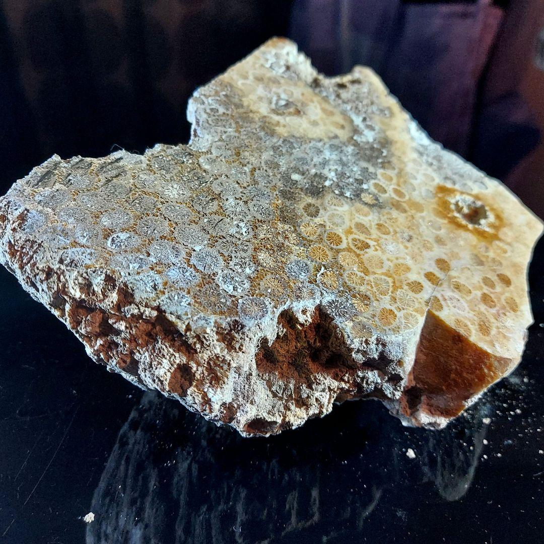 レア！ 1kg超え大きな珊瑚の化石 フォシルコーラル 原石 1面磨き 372